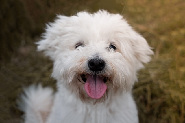 5-razas-de-perro-perfectas-para-las-personas-mayores
